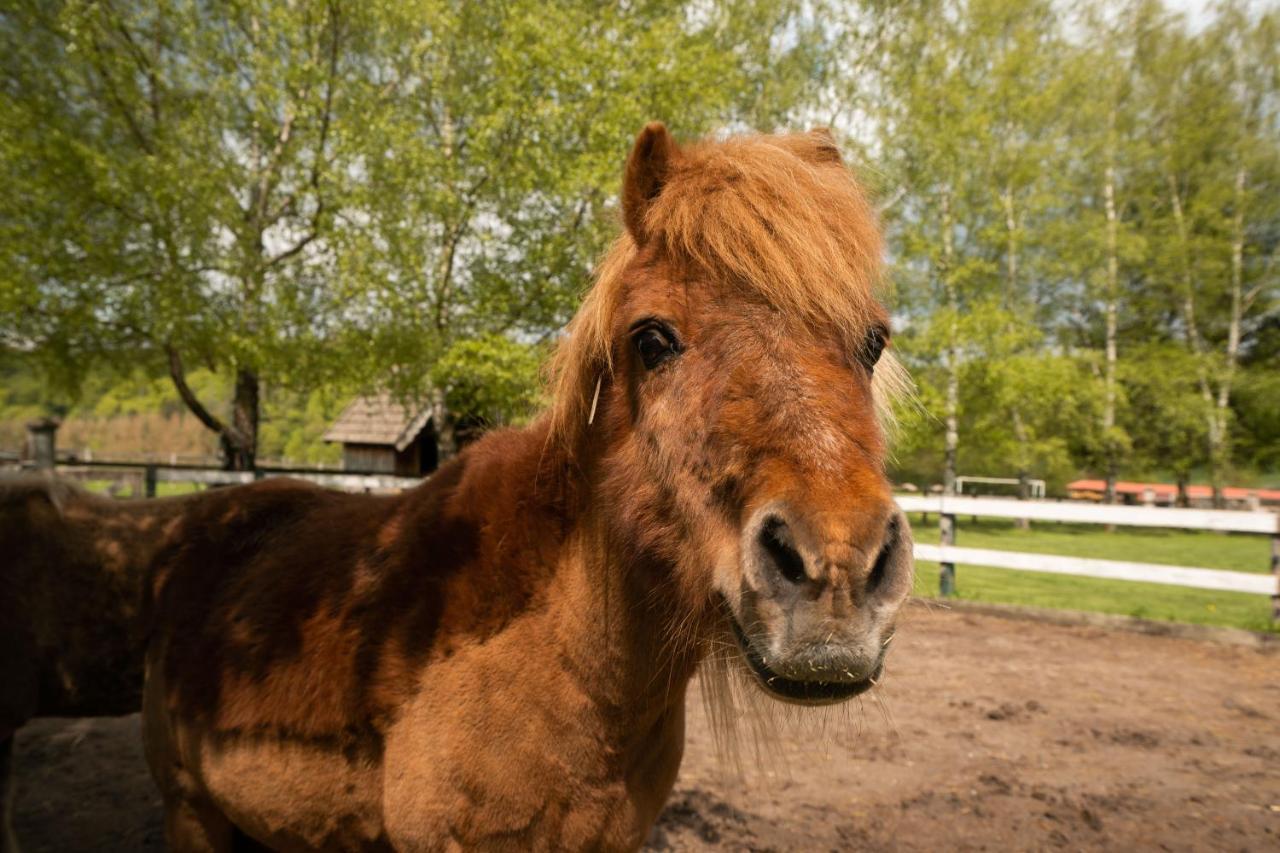 Ferienhof Homann Sauerland Brilon Zewnętrze zdjęcie