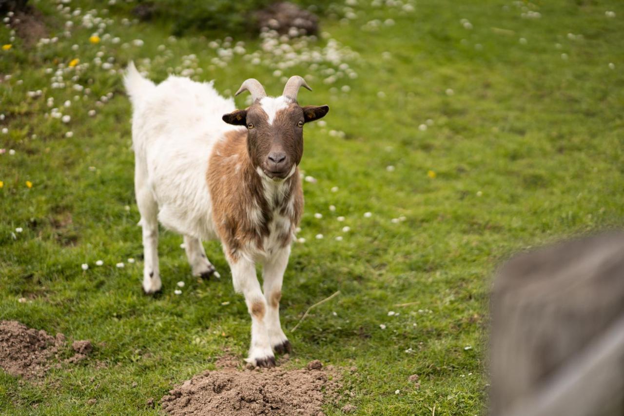Ferienhof Homann Sauerland Brilon Zewnętrze zdjęcie