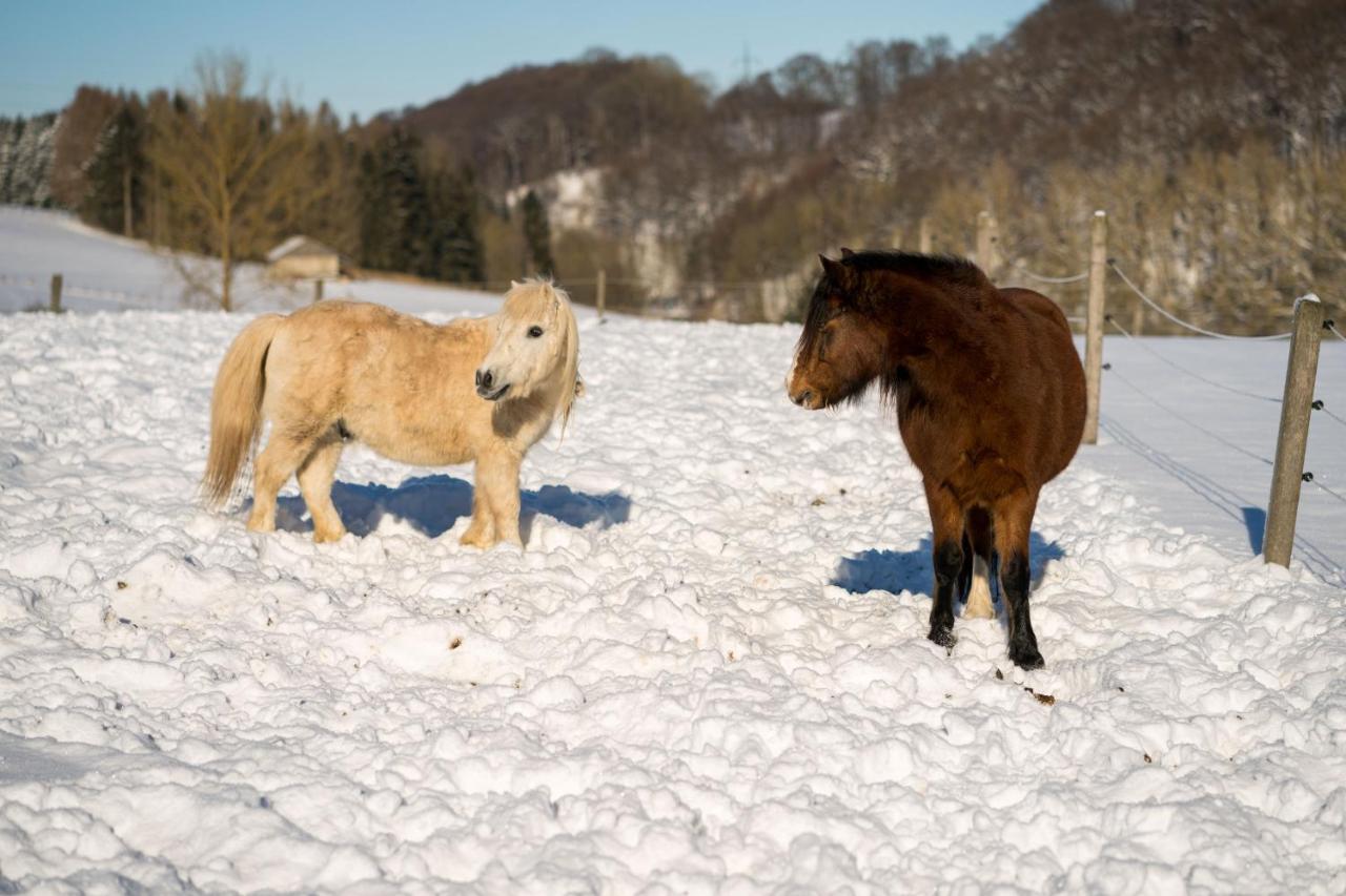 Ferienhof Homann Sauerland Brilon Zewnętrze zdjęcie