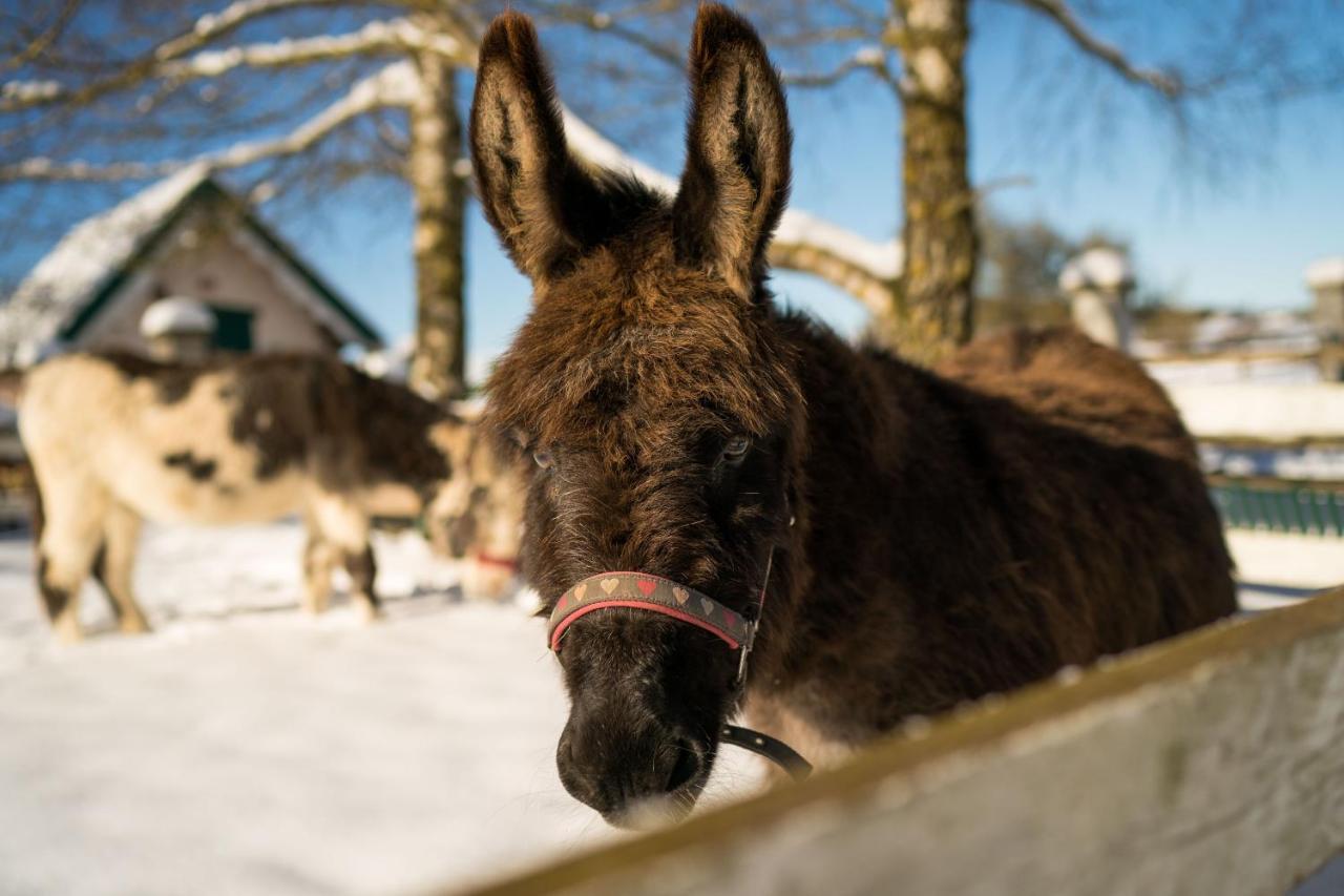 Ferienhof Homann Sauerland Brilon Zewnętrze zdjęcie